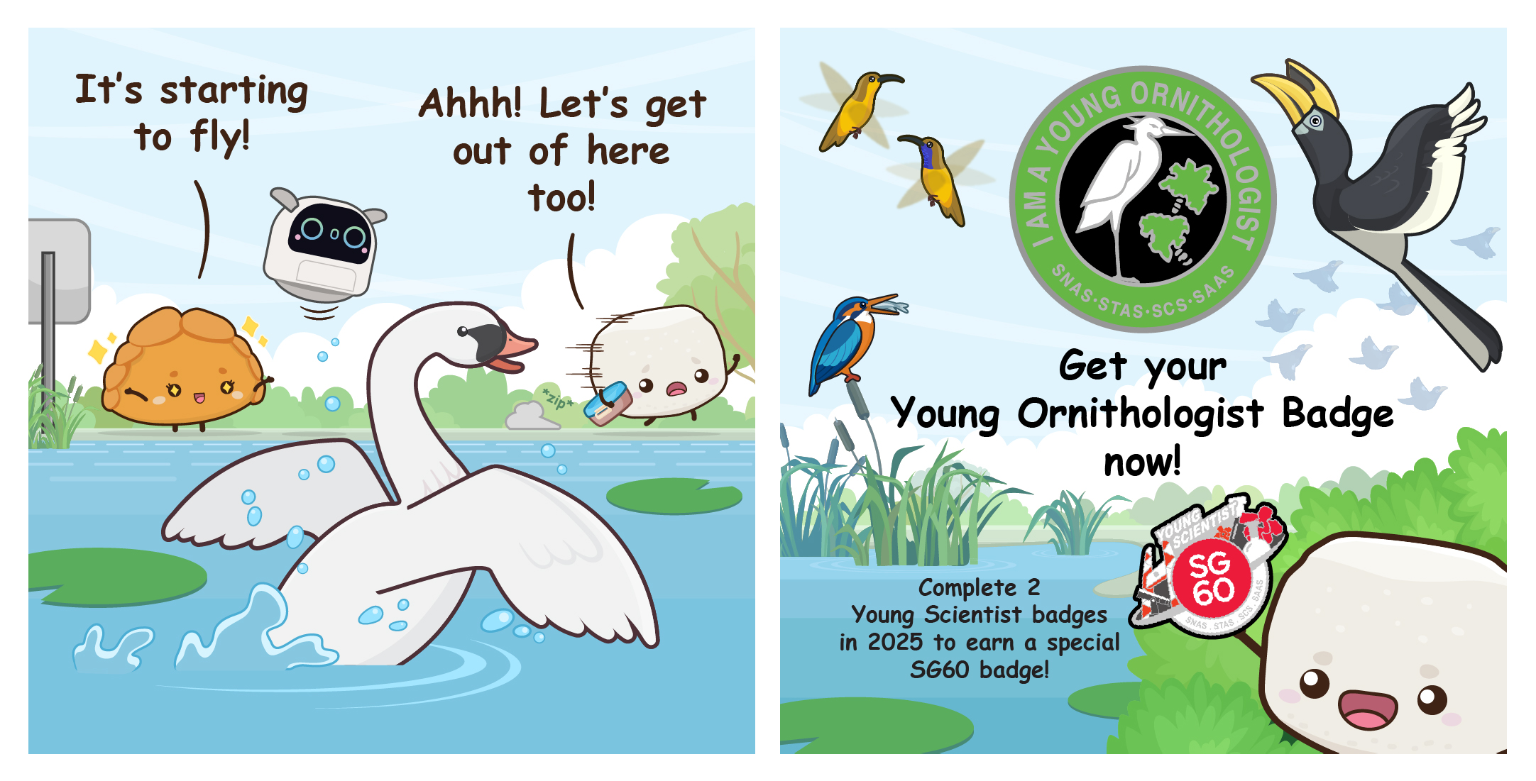 Two-panel comic concluding the birdwatching module as a swan takes flight, sending Bouncy running away in panic, followed by a promotion to earn the "Young Ornithologist Badge" and SG60 commemorative badge.